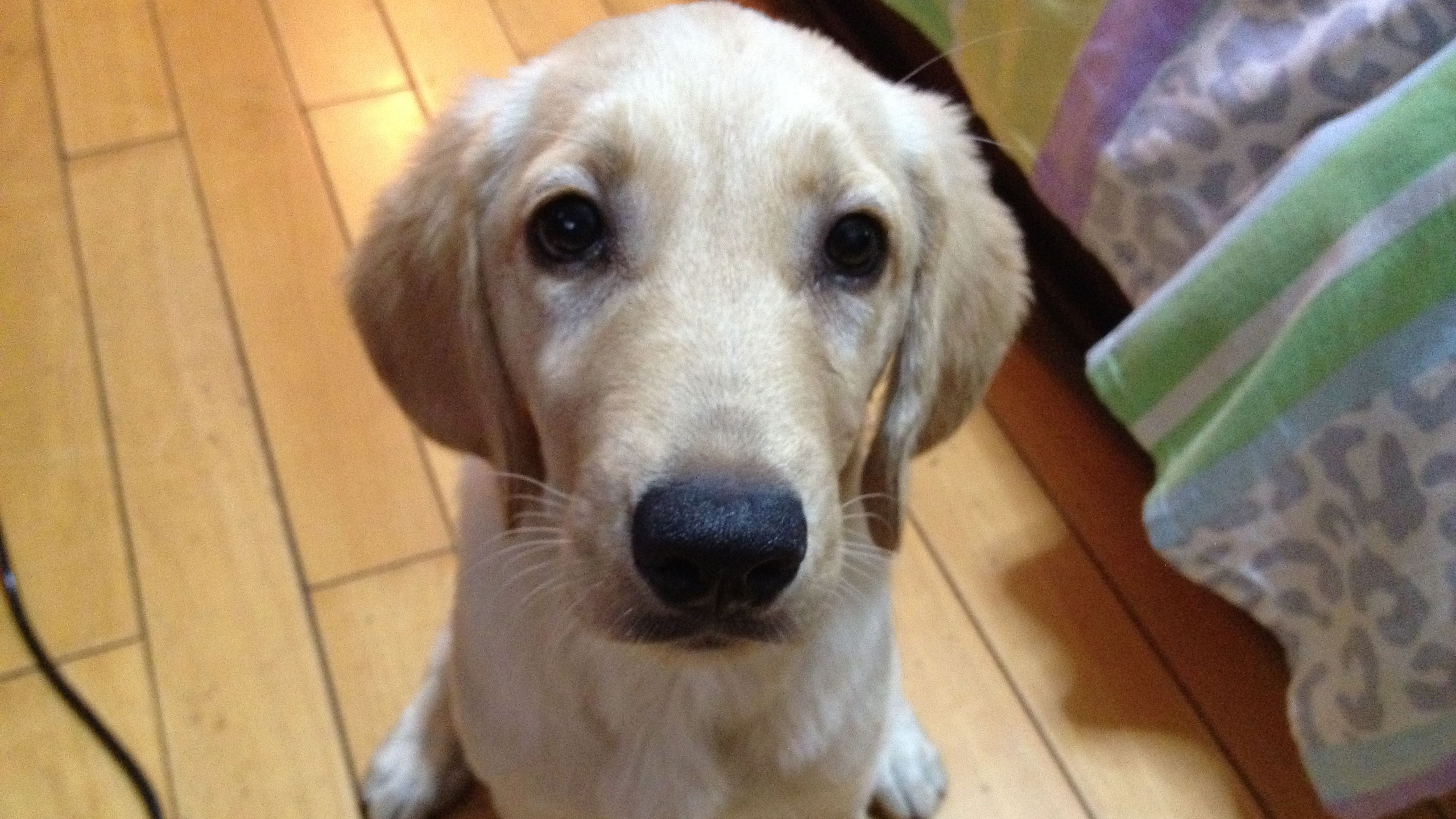 狗狗翻垃圾桶被训斥原版,狗狗翻垃圾桶吃怎么纠正