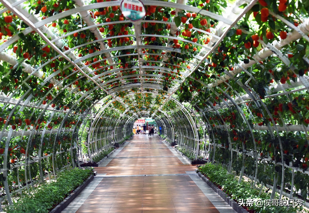 乡村振兴最有前景的九大产业,乡村振兴搞什么项目能挣钱