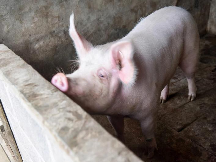 猪大便干结不食怎么治疗,猪大便干结成颗粒状还老是尿尿