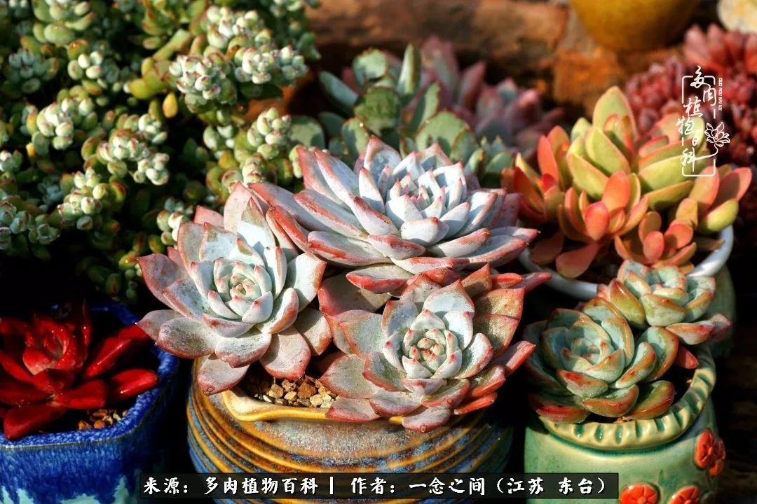 对多肉植物的爱心寄语,赏兰花感言