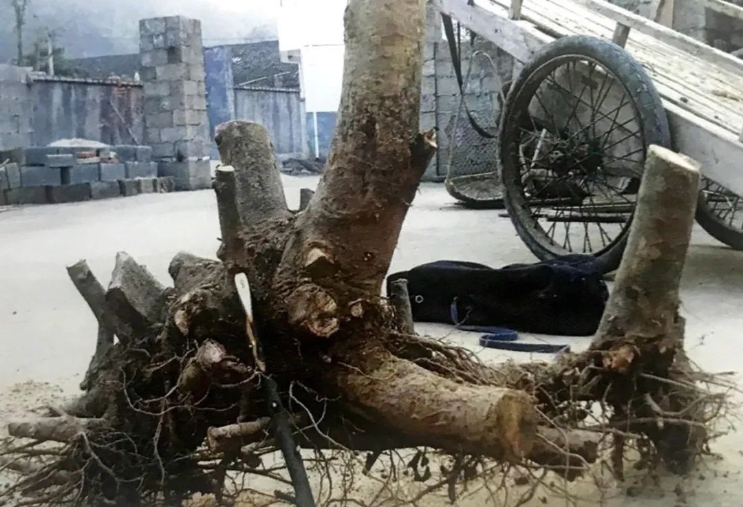 榆树盆景用的榆树是什么品种,小榆树盆景设计100种形态