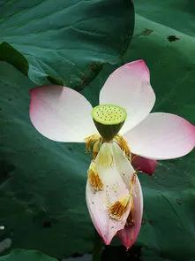 残荷虽败风骨犹存文案,残荷虽败能听雨