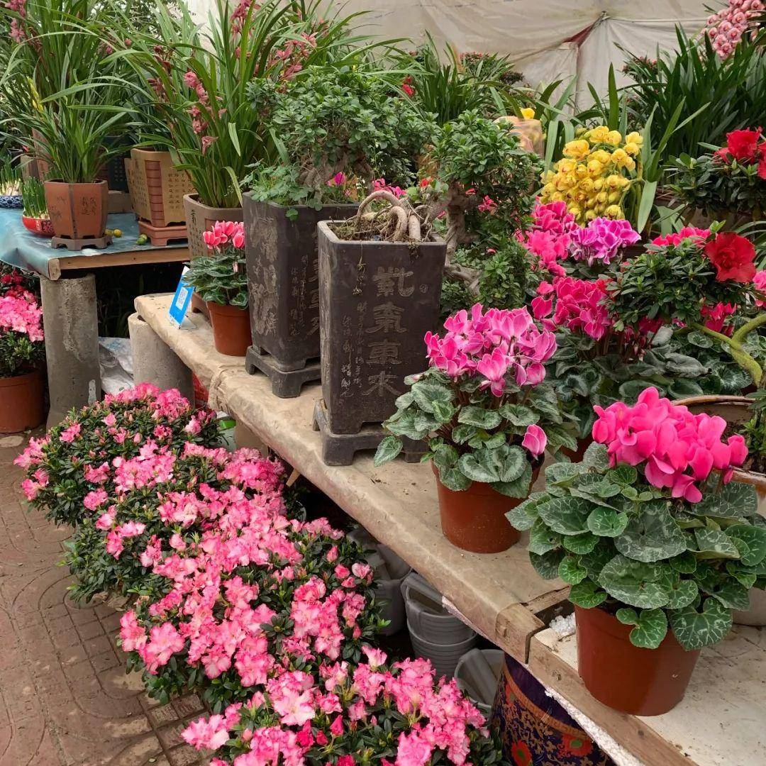 南京十大花鸟批发市场,南京最全的花卉市场