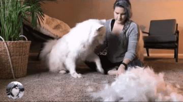 猫狗掉的毛可以织毛衣铲屎官：习惯就好