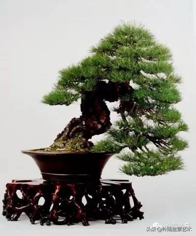 盆景造型图解黑松盆景,盆景黑松怎么养护