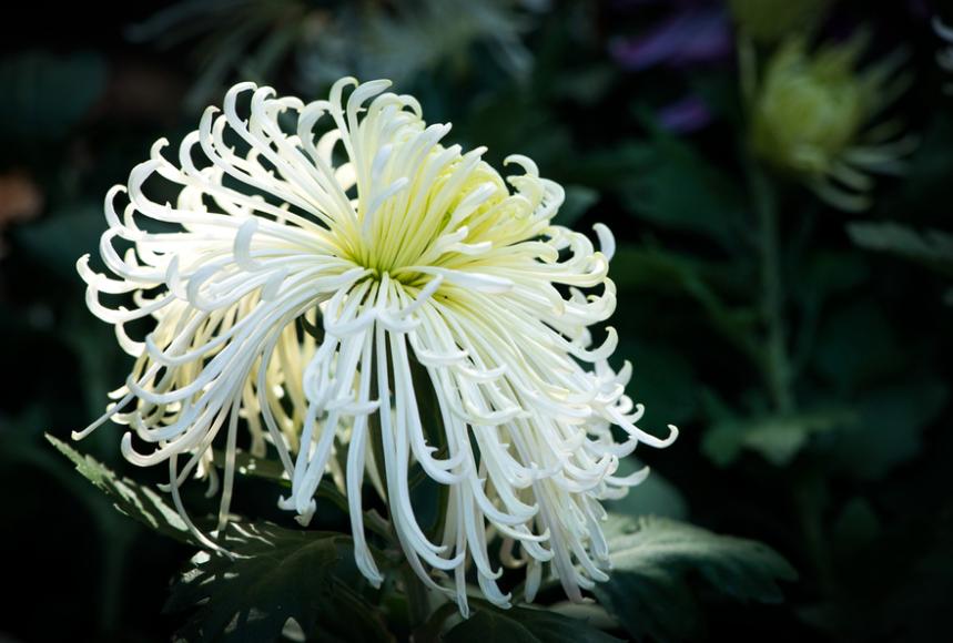 关于重阳赏菊花现代诗句,秋夜里赏菊花唯美诗句