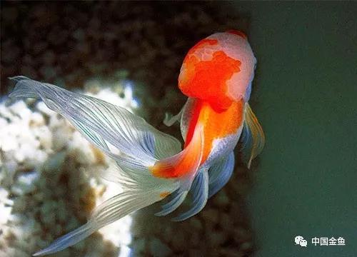 鱼药大全与使用,鱼药的正确使用方法视频