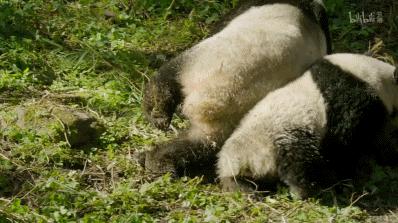 豆瓣netflix电影,bbc地球奇观纪录片