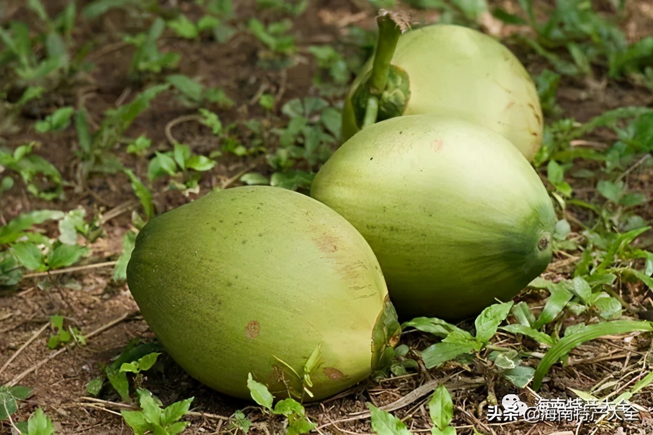 海南热带水果种植基地,海南哈密瓜是热带水果