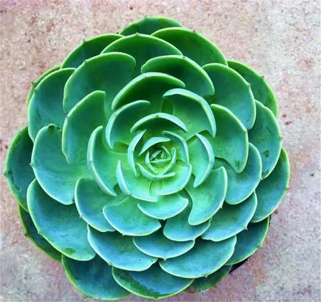 玉蝶老桩刚修剪下来种可以洗水吗,单头玉蝶怎么养成大老桩