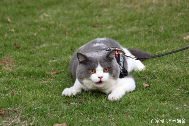 英短沐米猫怎么养,英短蓝剑猫咪怎样养