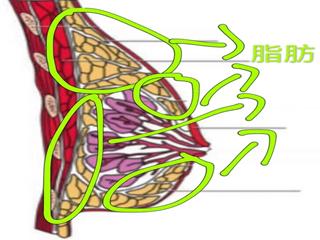 如何减肥胸部变小,减肥会减小胸部大小吗