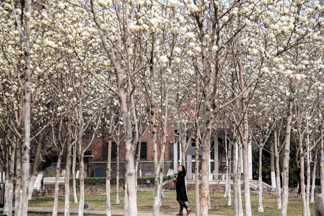 天津除了桃花堤哪里还有桃花,天津看桃花的北运河桃花堤