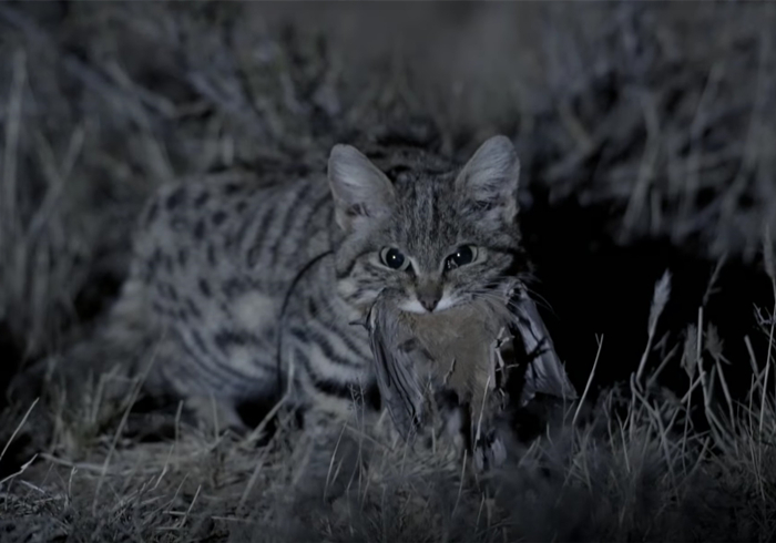 黑足猫夜晚捕食视频,沙漠黑足猫