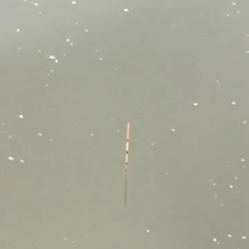 上鱼最快野钓方法冬季窝料,钓鲤鱼怎么开饵附钩性好