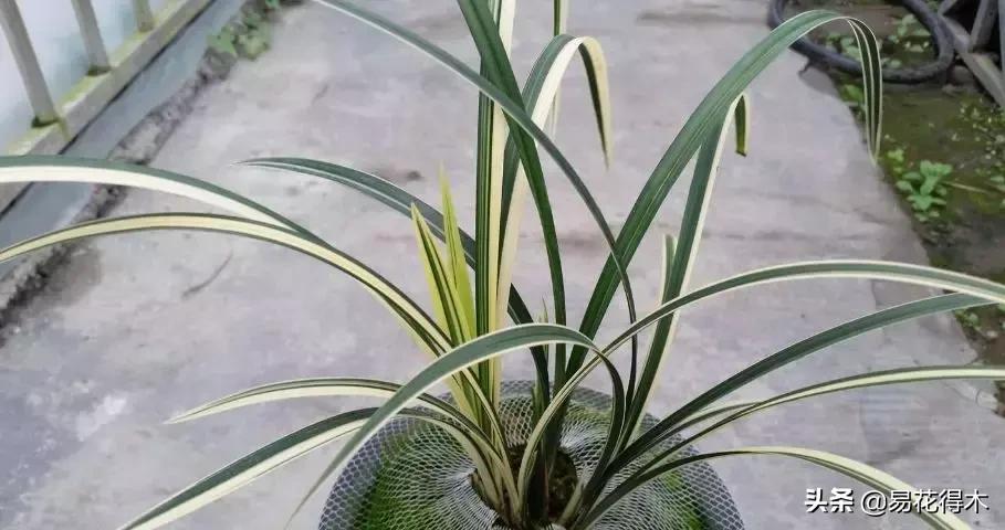 莲瓣兰的花和春剑的花有什么区别,春剑春兰莲瓣兰豆瓣兰怎么区分