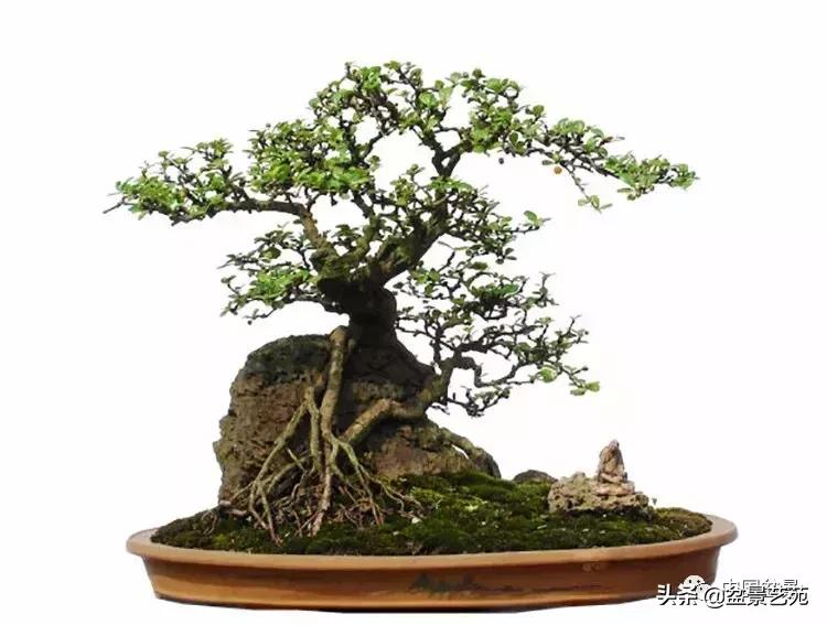 胡庆魁无穷的怀念：我说我盆景与母亲的手