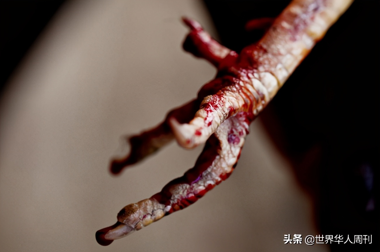 菲律宾斗鸡失误死亡,菲律宾斗鸡带刀杀死主人