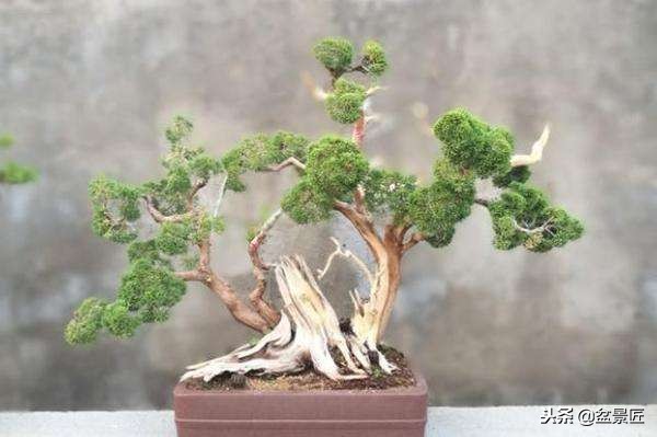 松柏松针发黄怎么办,盆景松树叶子发黄怎么挽救