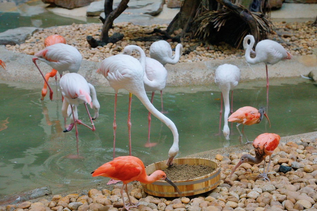 万圣节想搞搞新意思？来长隆酒店白虎自助餐厅