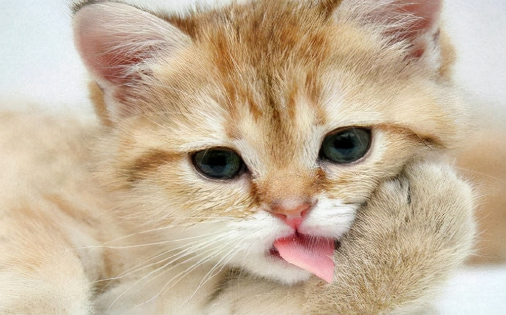 猫咪晚上吐半消化的食物,猫咪肠胃不好老是拉稀怎么办