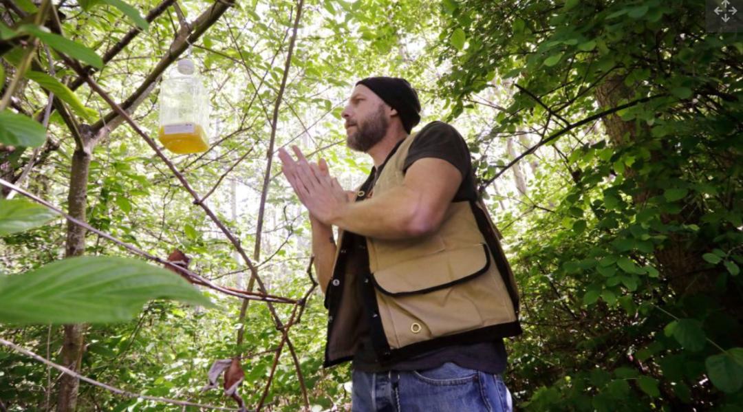 杀人蜂为什么那么可怕,杀人蜂到底有多厉害