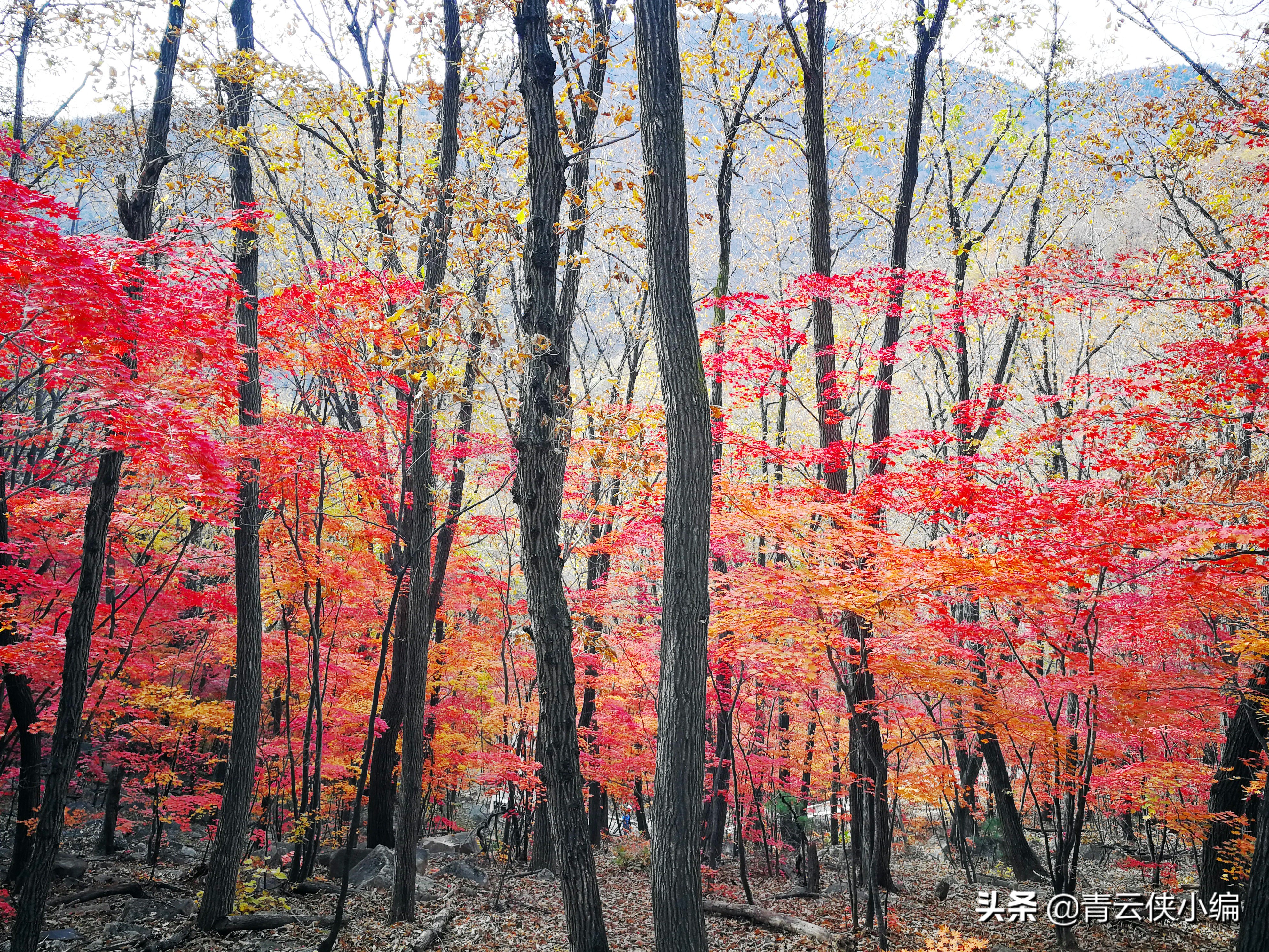 中国十大红叶最美的地方,四大赏红叶胜地
