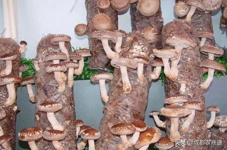 香菇种植技术培训教程,椴木香菇种植与管理