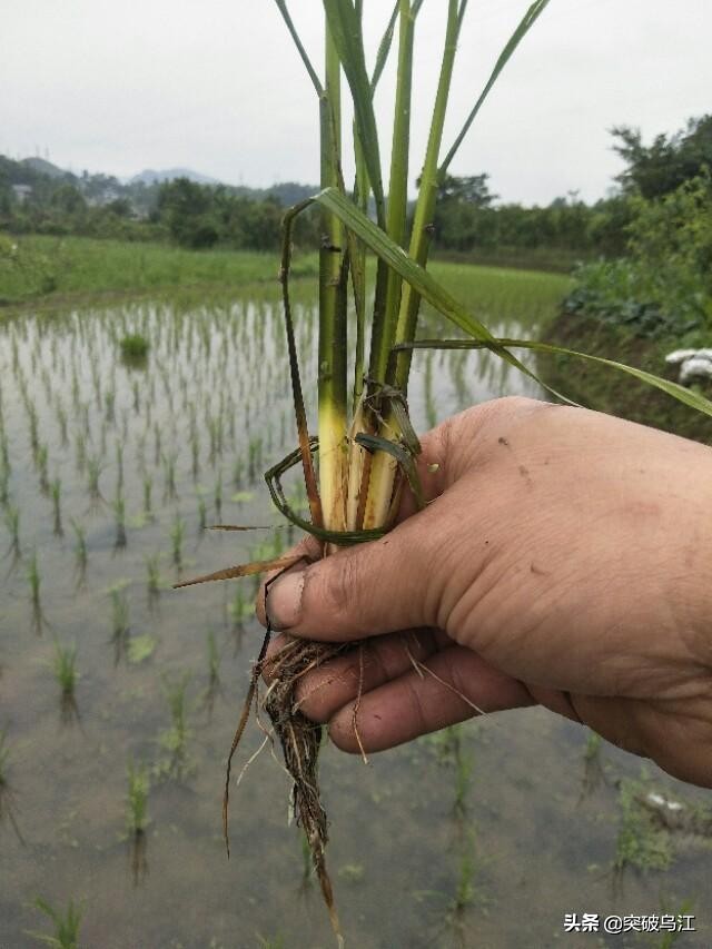 插秧是一门关键技术活，掌握要点有利秧苗正常生长。