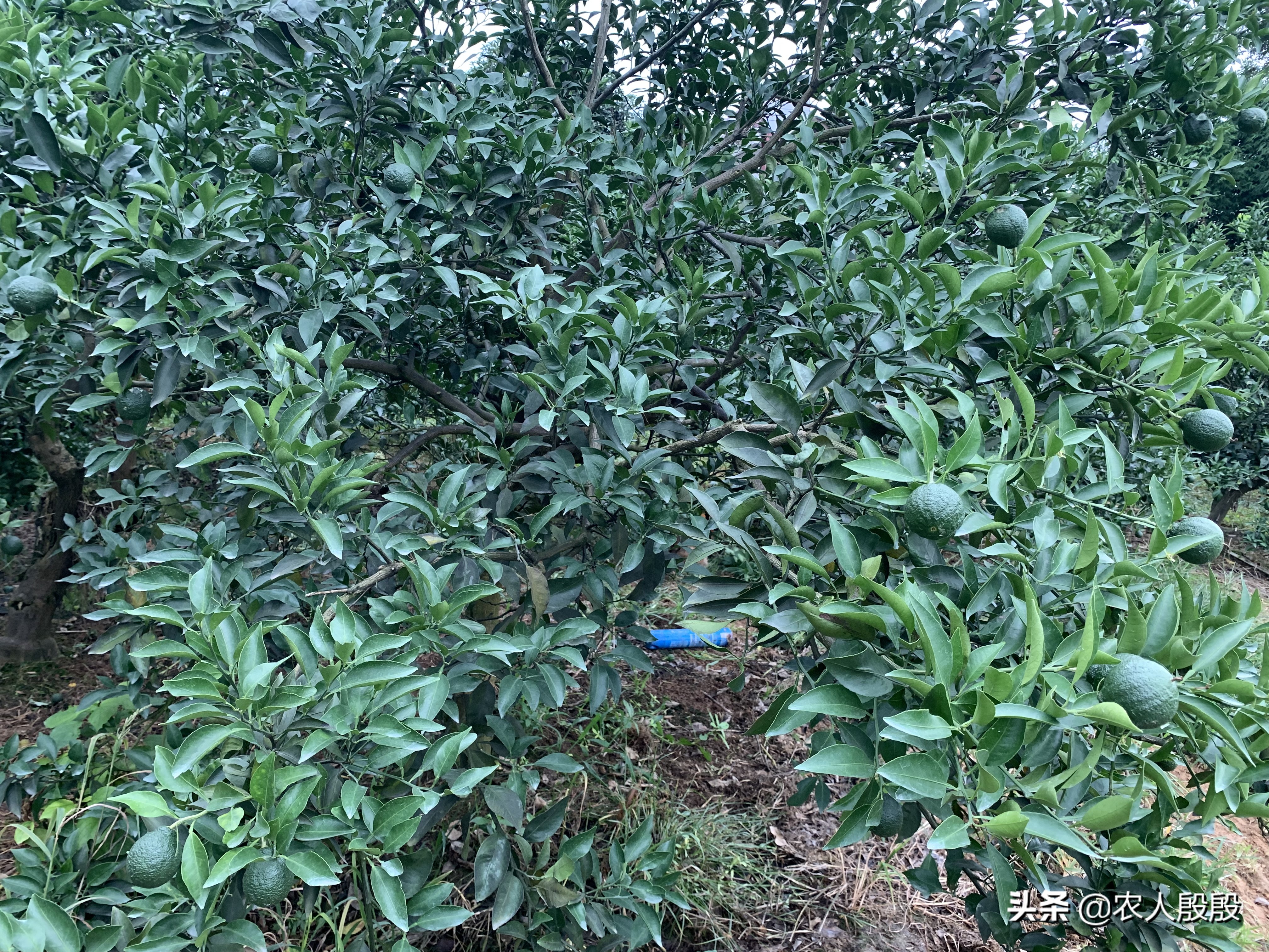 柑橘流胶病树脂病专用药,氟啶胺对柑橘树脂病有效吗