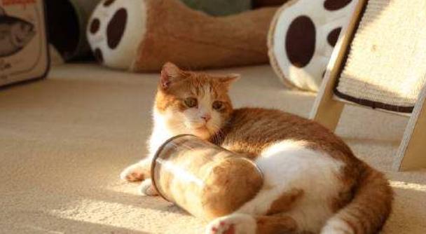 后院猫舍领养猫,养猫后院