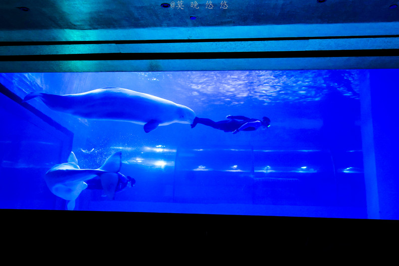 海洋极地海洋世界攻略,正佳极地海洋世界白鲸海象