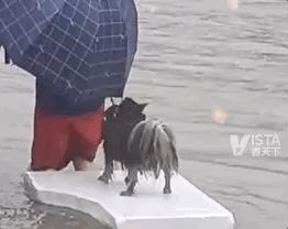 郑州遭遇特大暴雨主人带狗狗撤离,河南遭遇特大暴雨的小狗
