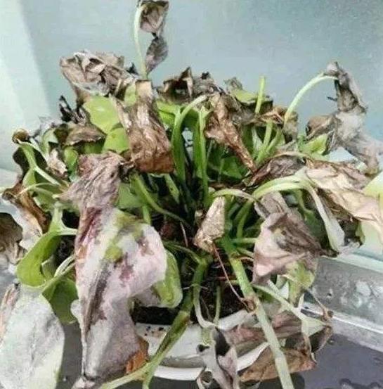 绿萝叶子为何会发黄,绿萝用这三招叶片绿油油