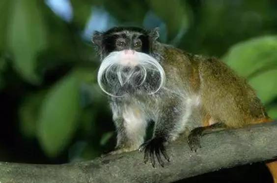 世界最罕见的十个杂交动物,世界罕见动物长得像蜘蛛但有尾巴