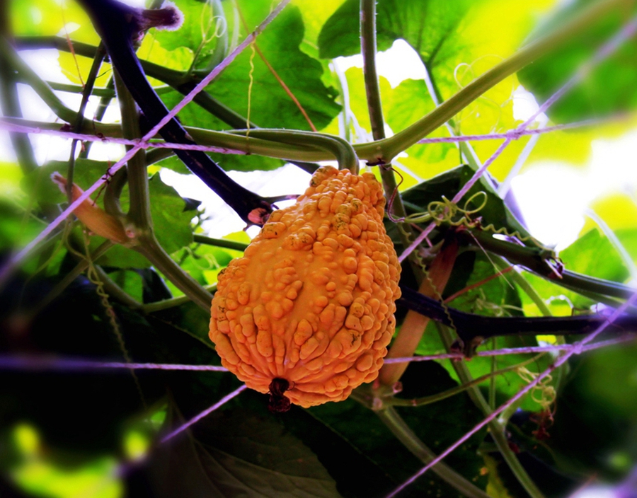 扫落叶的诗句,扫落叶优美诗句