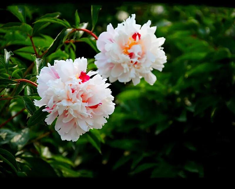 芍药杨妃出浴怎么样,芍药品种杨妃出浴独有的特征