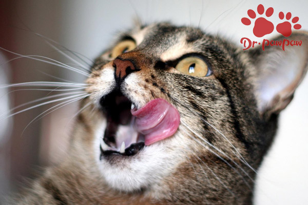 猫咪胀气怎么办快速排气,猫咪胀气