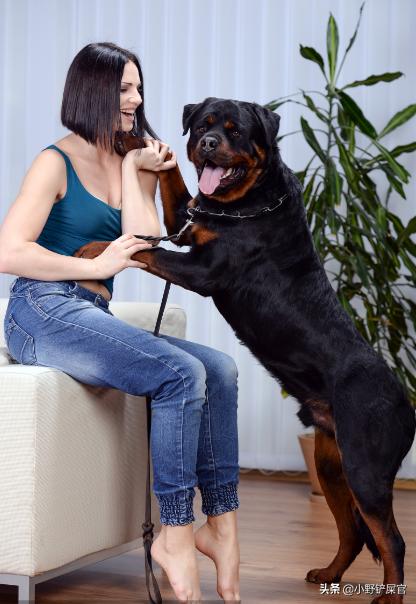 罗威纳护卫犬是哪里的警犬,罗威纳犬适合当警犬军犬