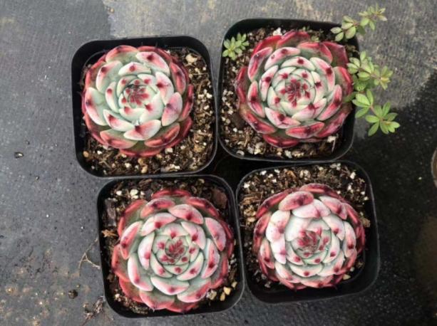 多肉吉娃娃叶子枯萎怎么回事,多肉吉娃娃翻盆叶子发软