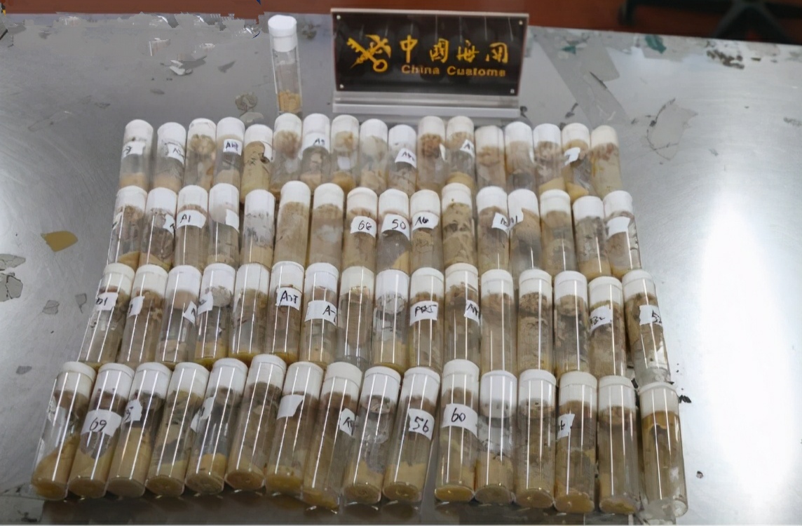 青岛海关检查出美国包裹黑腹果蝇,海关查获7000只黑腹果蝇后续