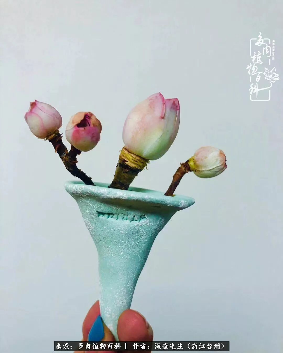 多肉玫瑰怎么才能出状态,多肉山地玫瑰唤醒方法