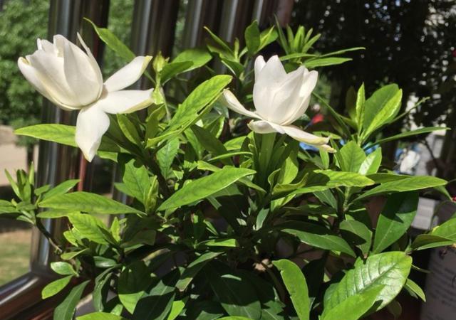 家庭怎样养栀子花视频,家庭盆栽栀子花早春养护