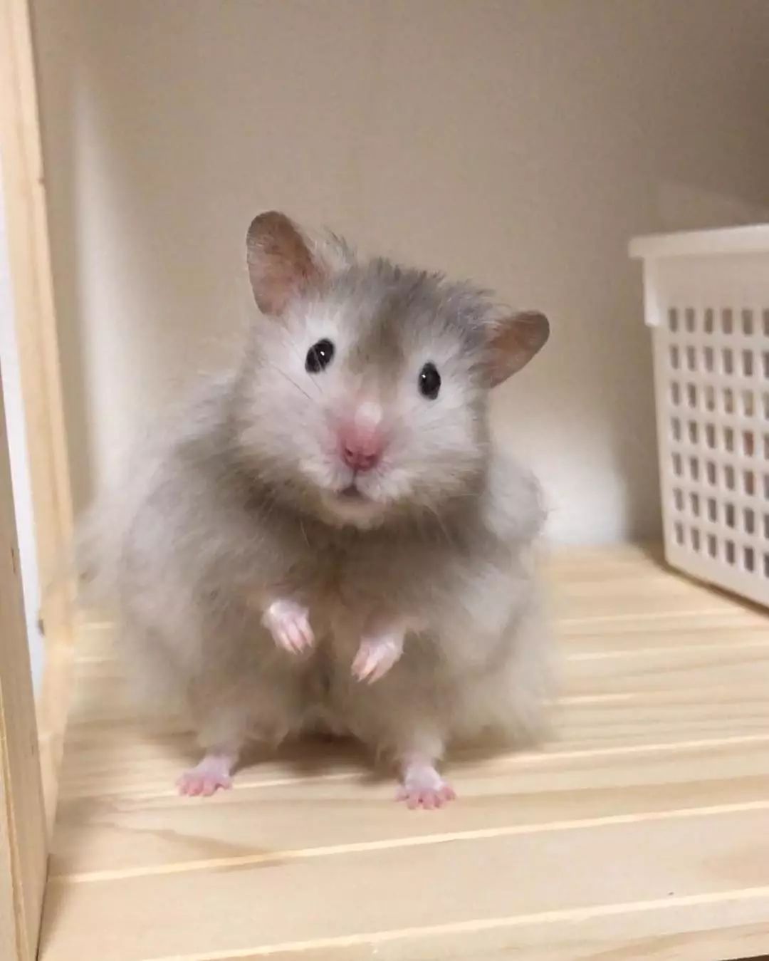 家有小仓鼠,小仓鼠的救命办法