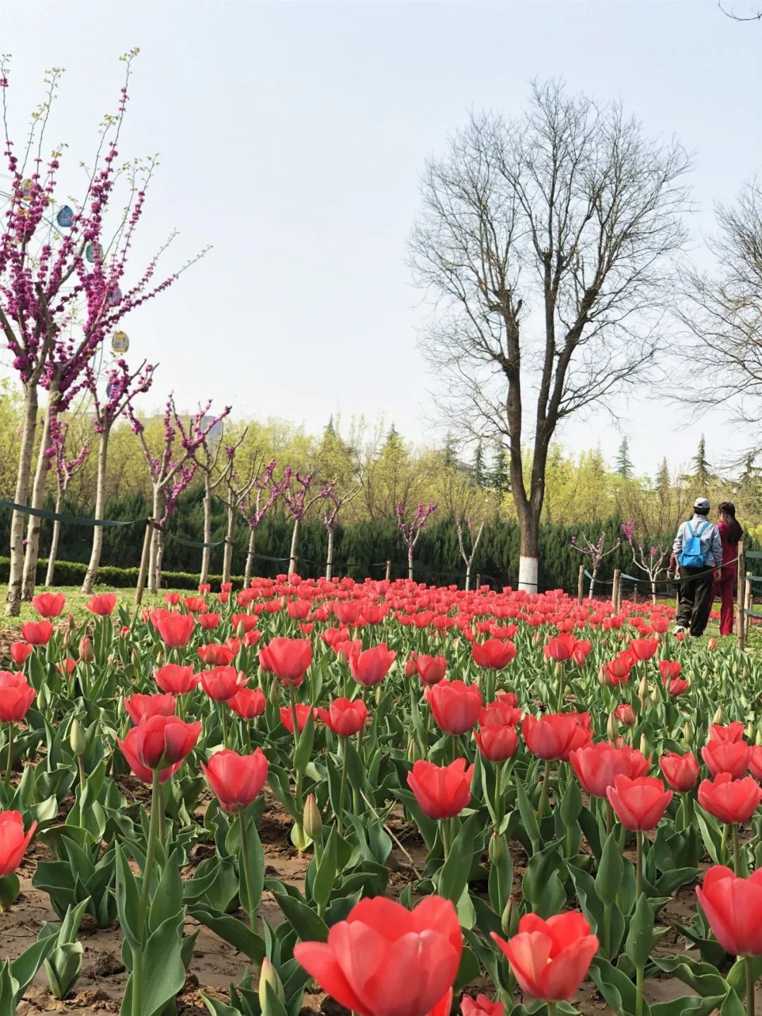 咸阳统一广场郁金香,咸阳郁金香花展在哪里