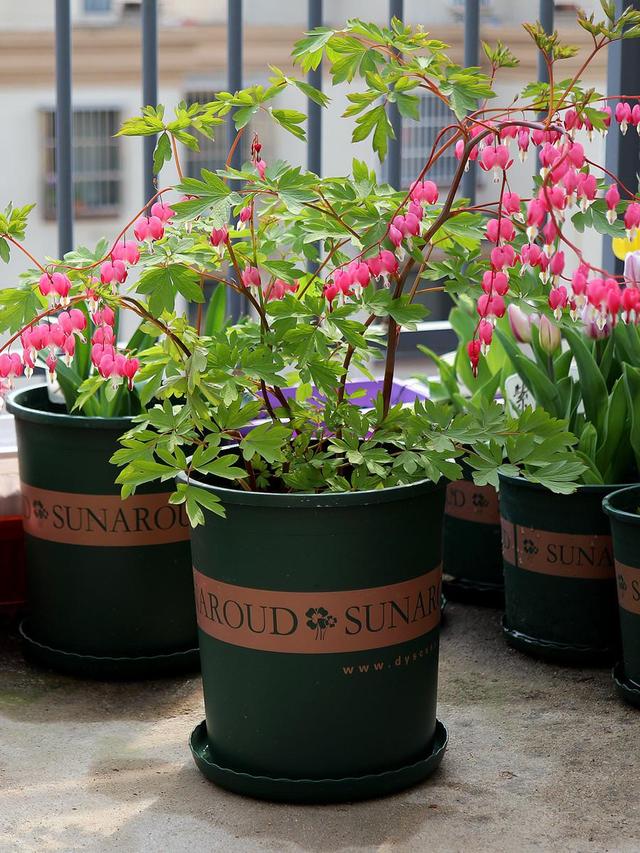 寓意财旺的花,十大吉祥花开图片