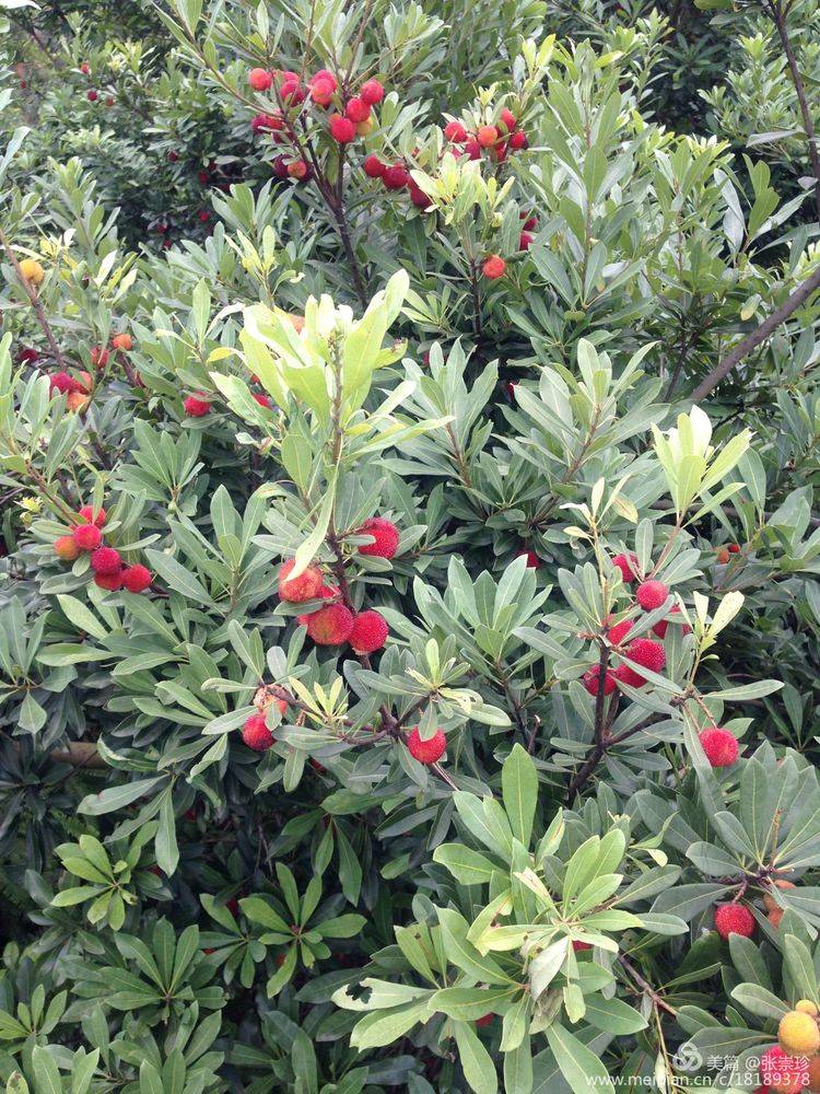 摩天石下再续罗山缘--6.16大罗山印记