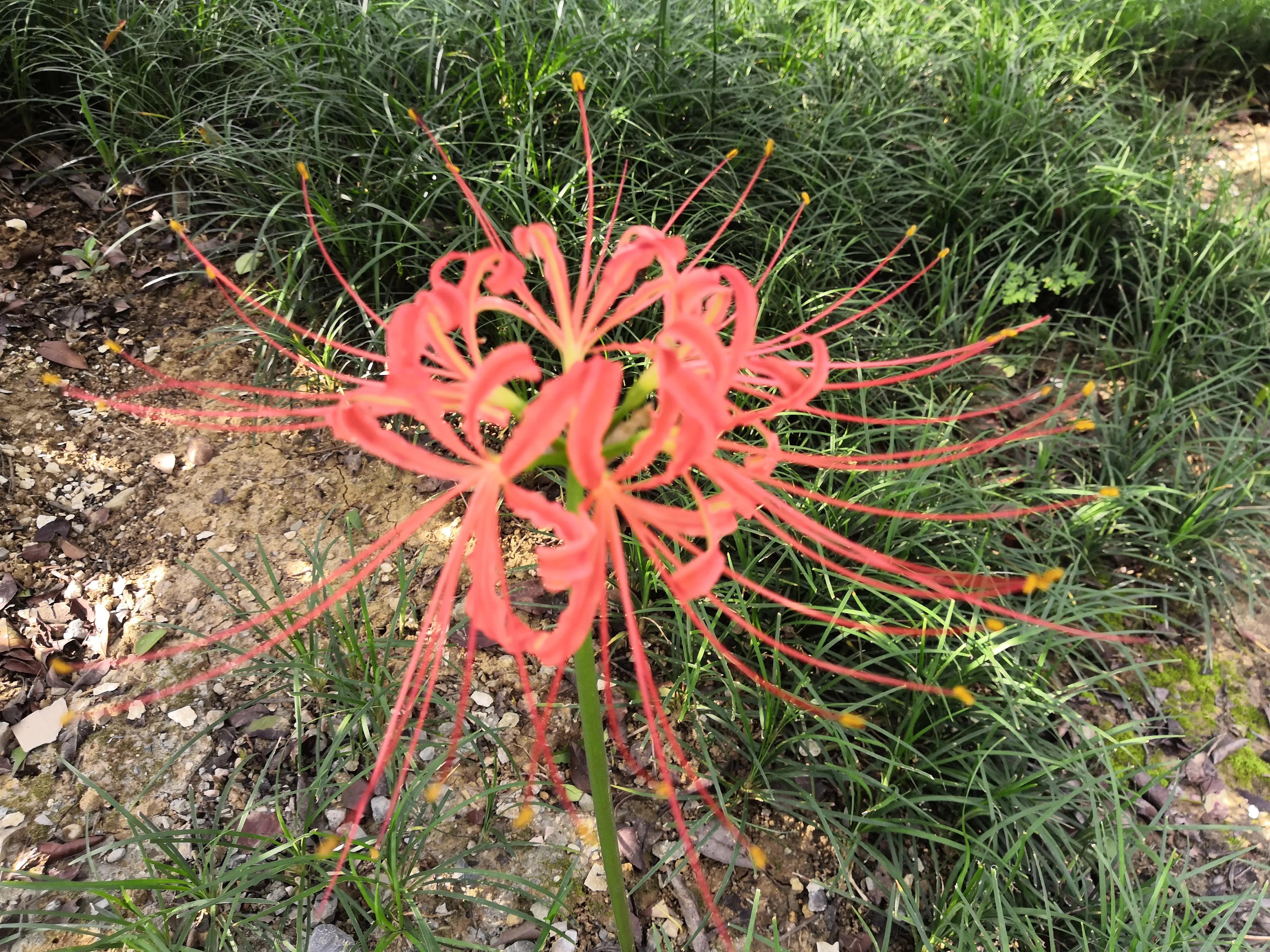 曼珠沙华有毒吗怎么养 (曼珠沙华有毒吗可以治吗)