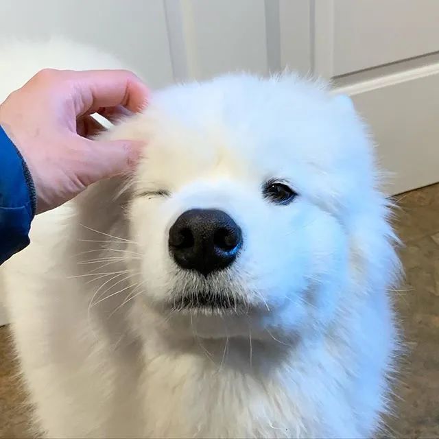 一只很乖很粘人的萨摩,萨摩粘人吗