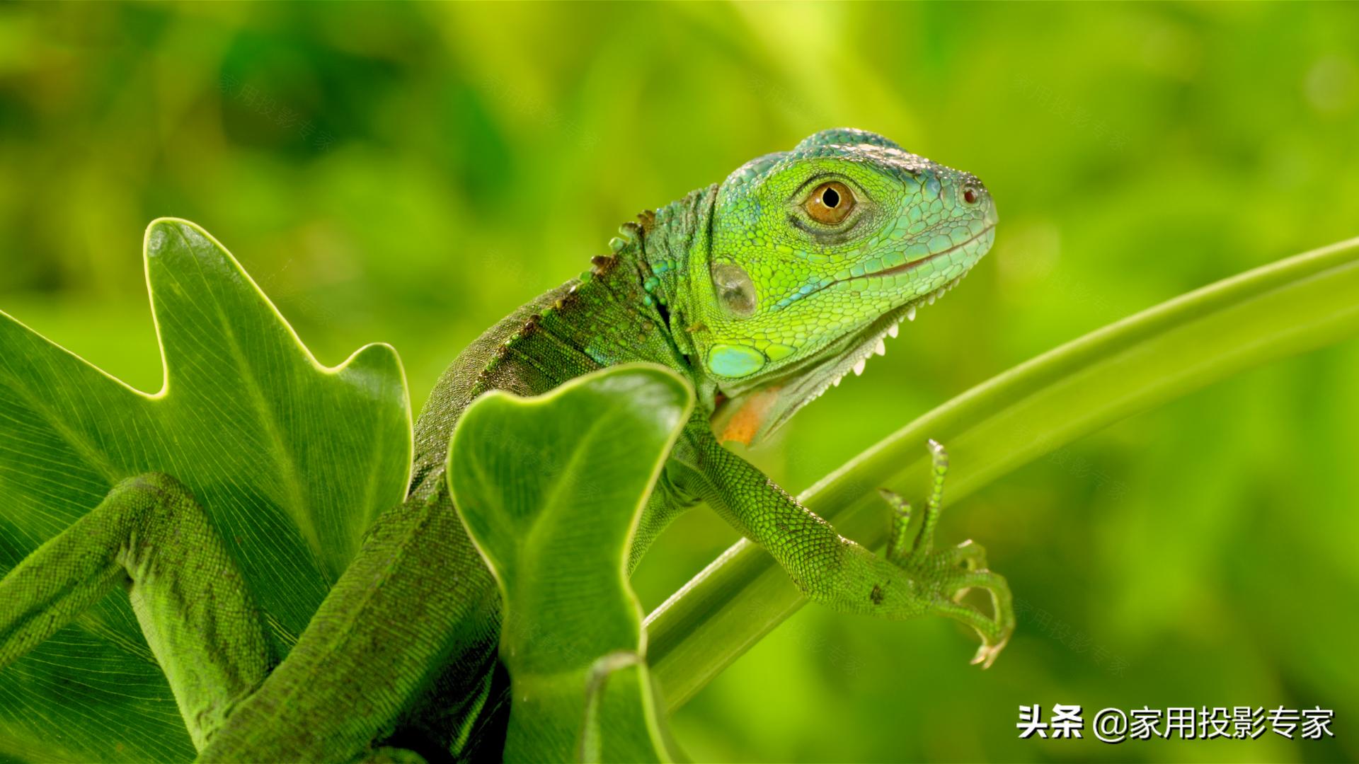 峰米激光电视4kmax,小米激光电视1s4k